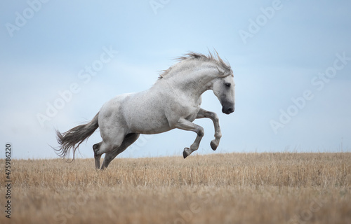 white horse runs gallop