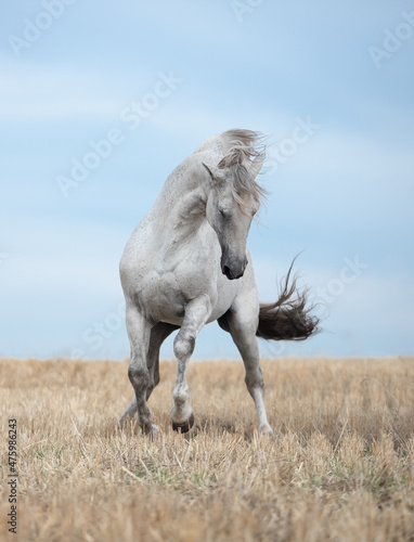 white horse running