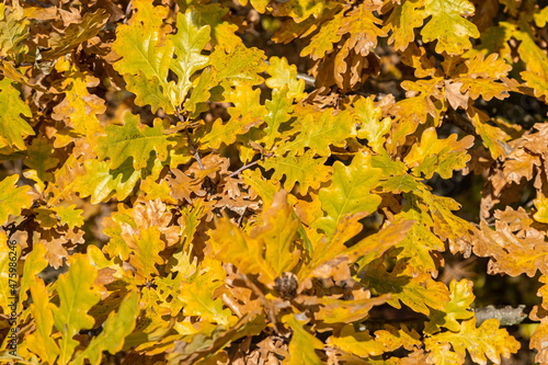 Colorful backround image of fallen autumn leaves perfect for seasonal use