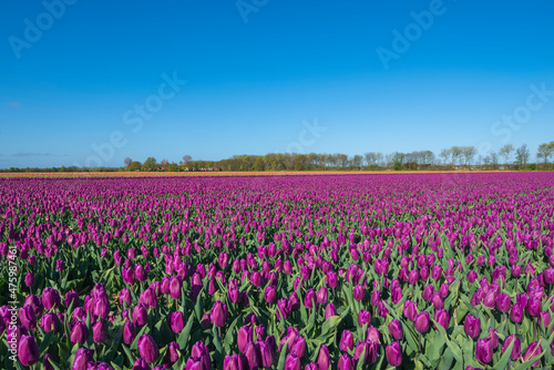 Wallpaper Mural Purple tulips blooming in vast springtime field Torontodigital.ca
