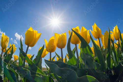Surface view of sun shining over bed of yellow blooming tulips photo
