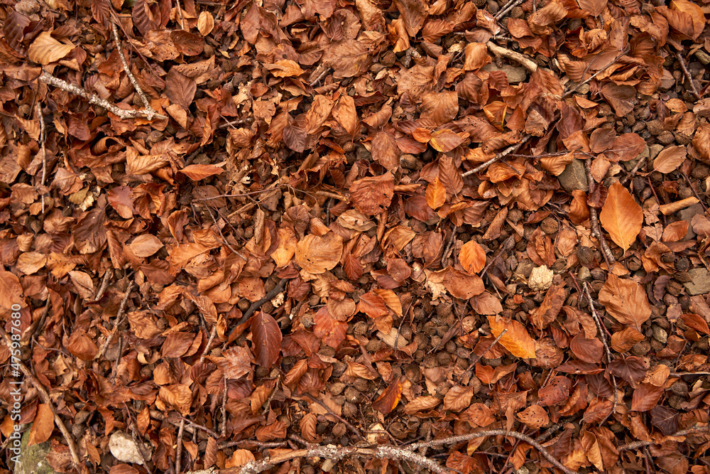Autumn leaves fallen on land in forest Autumn leaves fallen on land in forest