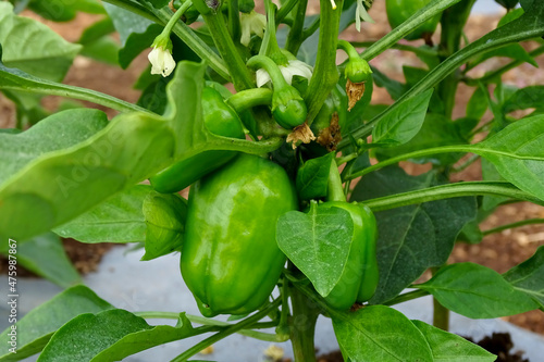 Green bell pepper hanging on the tree in the organic garden, green peppers growing in the garden in India. green green capsicum.