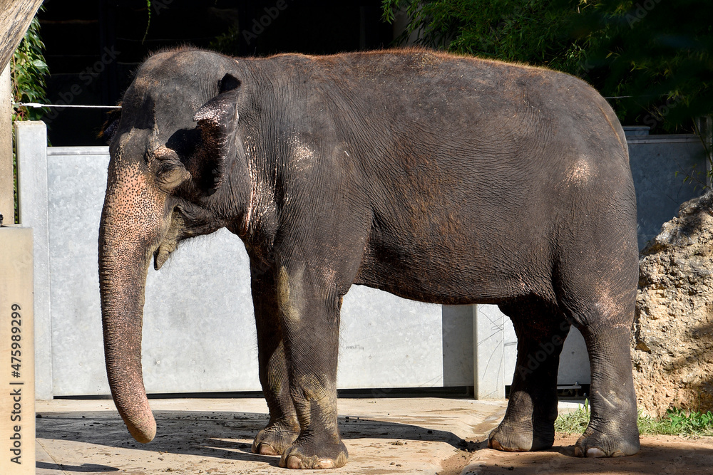 Fototapeta premium Elephant at the zoo , wildlife animal 