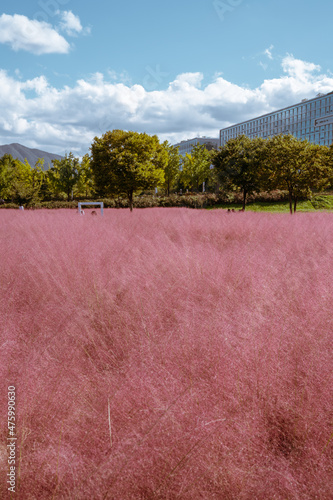 Misa Gyeongjeong Park Pink Muhly Grass in Hanam, Korea photo