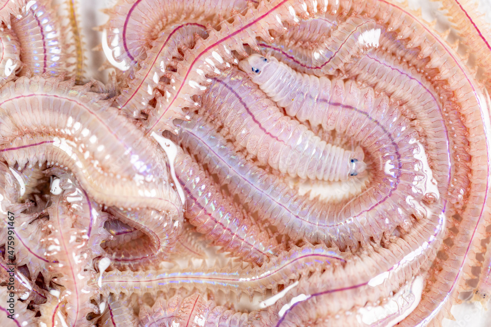Sand Worm (Perinereis sp.) is the same species as sea worms (Polychaete