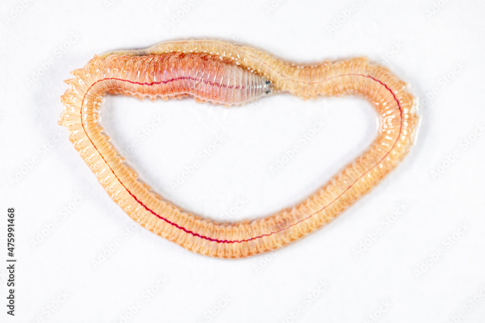 Sand Worm (Perinereis sp.) is the same species as sea worms (Polychaete), Living in a beach area with relatively shallow water levels for education in laboratory. Sand Worm (Perinereis sp.) is the same species as sea worms (Polychaete), Living in a beach area with relatively shallow water levels for education in laboratory.