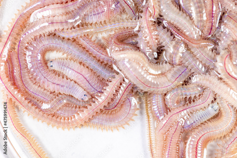 Sandworm Types Sand Worm (Perinereis sp.) is the same species as sea worms (Polychaete ...