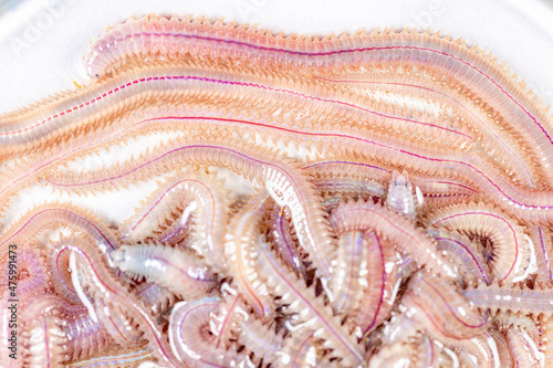 Sand Worm (Perinereis sp.) is the same species as sea worms (Polychaete), Living in a beach area with relatively shallow water levels for education in laboratory. photo