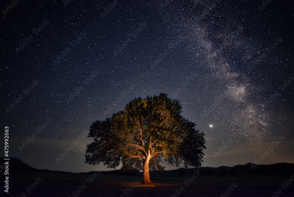 Lone oak tree in a large field shot at night with the Milky Way stars galaxy in the sky - obrazy, fototapety, plakaty 