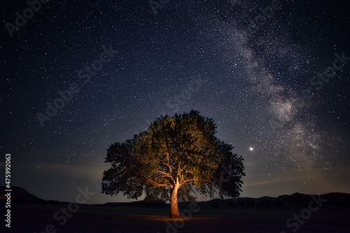 Lone oak tree in a large field shot at night with the Milky Way stars galaxy in the sky