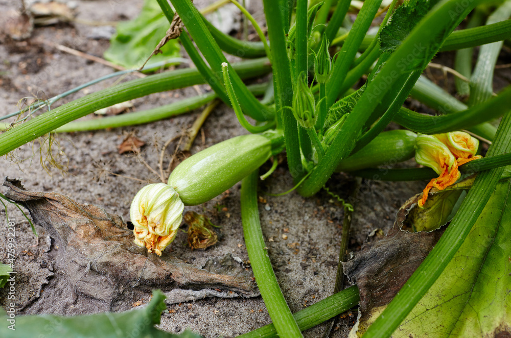 Obraz premium Zucchini grows in a greenhouse. Fresh organic courgette. Growing fresh vegetables at farm