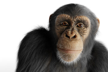 Chimpanzee monkey isolated on white