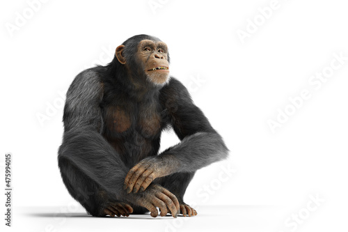 Canvastavla Chimpanzee monkey isolated on white