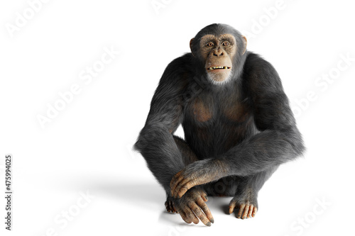 Fotografie, Obraz Chimpanzee monkey isolated on white