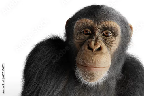 Obraz Chimpanzee monkey isolated on white