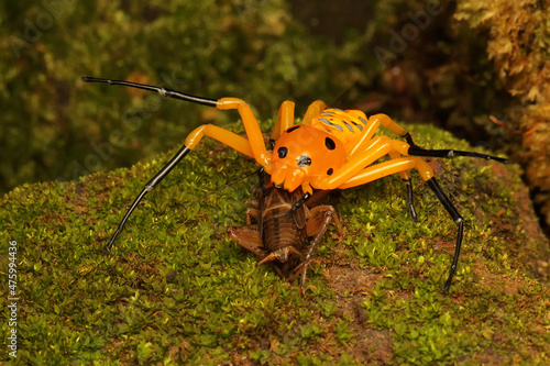 An eight-spotted crab spider preying on a cricket. This spider has the scientific name Platythomisus quadrimaculatus.  photo