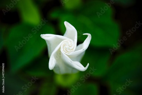 Canvas Print White flower with swirled petals