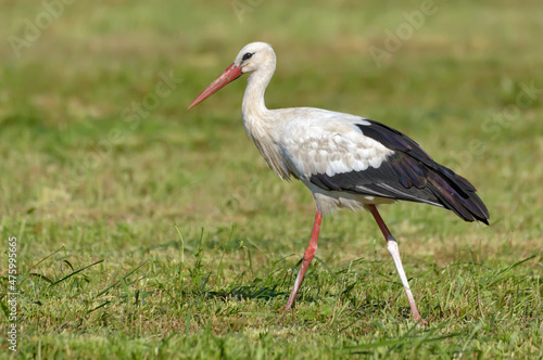 Adult White stork (Ciconia ciconia) walks on mowed field in summer