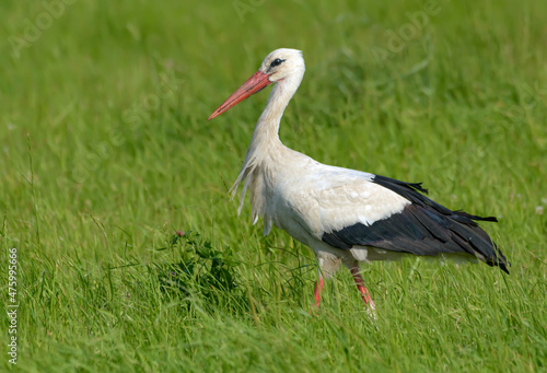 Adult White stork (Ciconia ciconia) walks in deep and tall lush summer grass