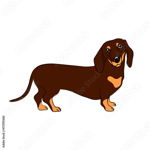 vector dog long pedigree dachshund cute sticker