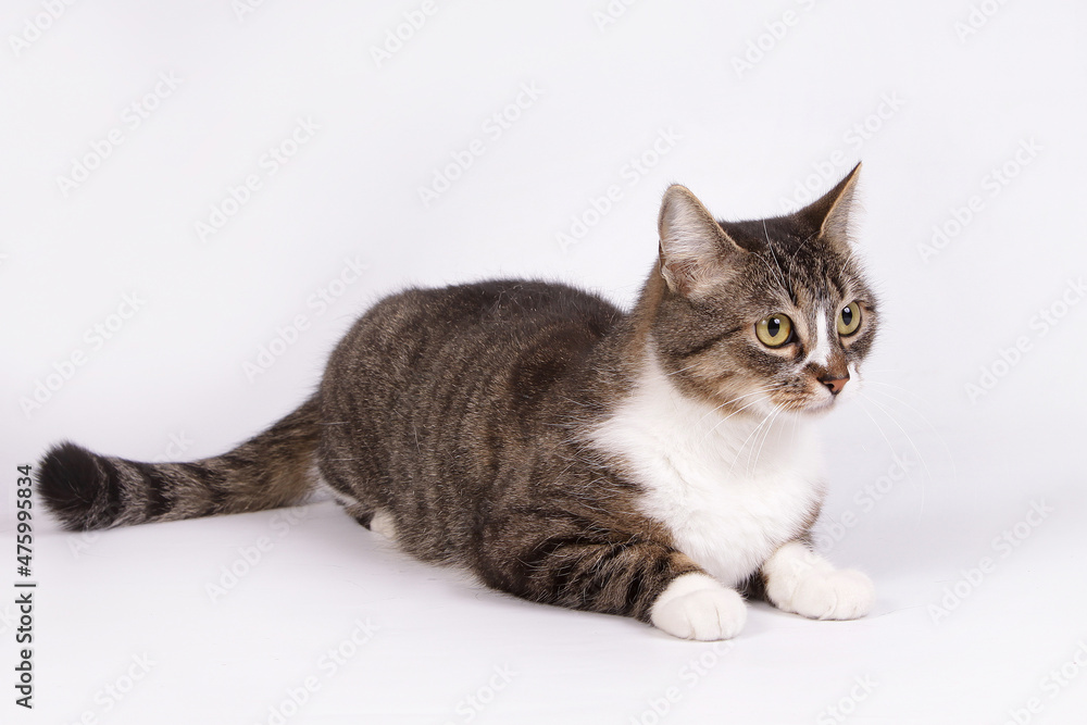 Fototapeta premium Spotted cat on a white background.