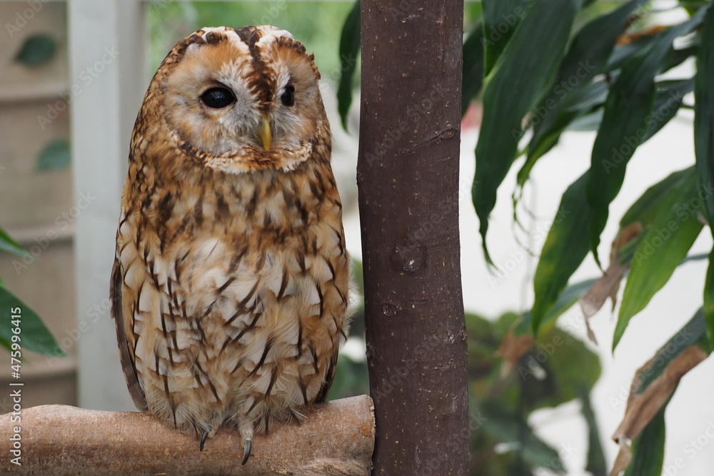 Fototapeta premium great horned owl
