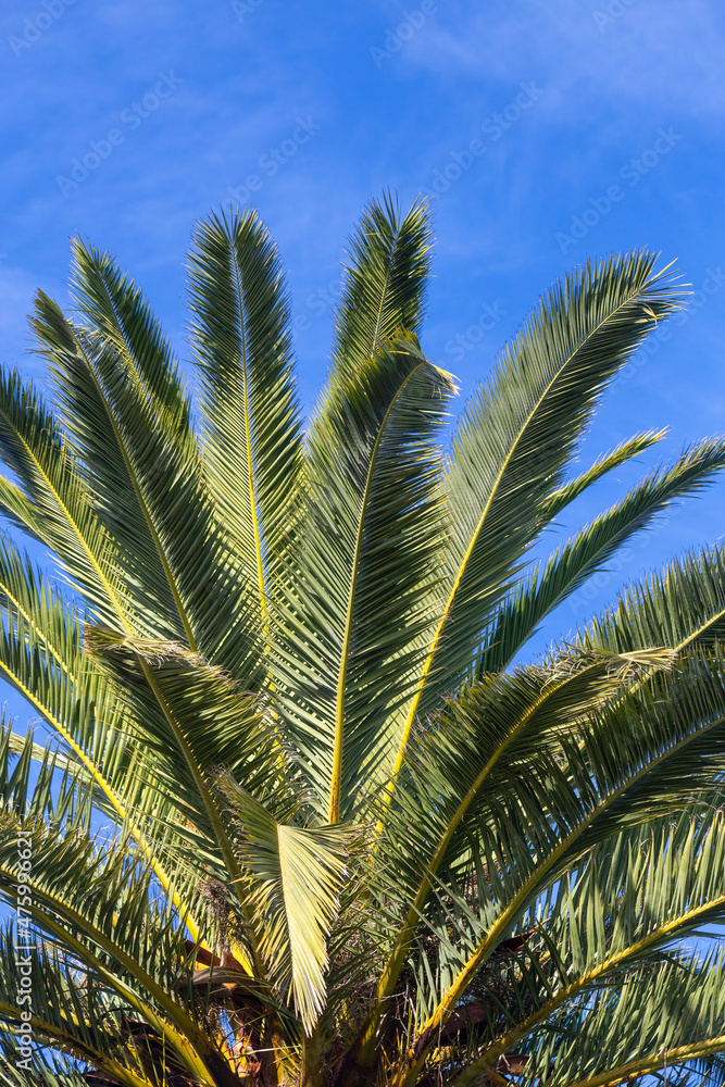 leaves of a palm tree, Phoenix canariensiswith blue sky on a sunny day. Arecaceae. Liliopsida. vertical photograph