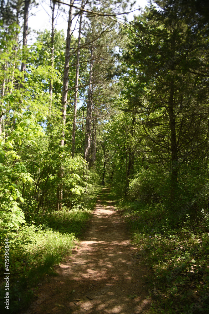 path in the forest path in the forest