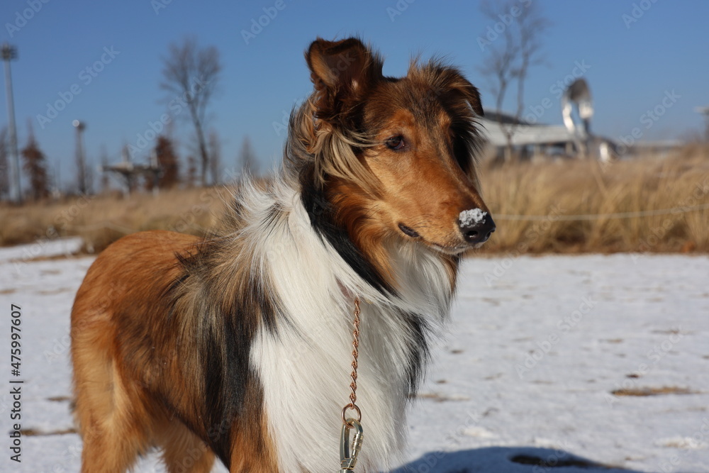 Fototapeta premium 러프콜리