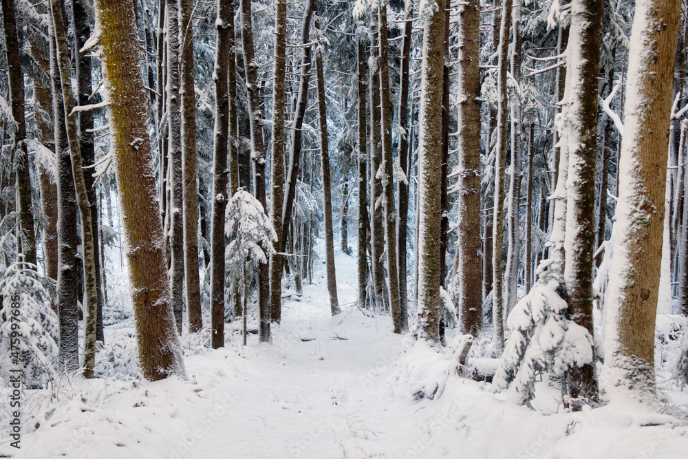 Fototapeta premium Landscape winter coniferous forest in the mountains. Trees covered with snowdrifts