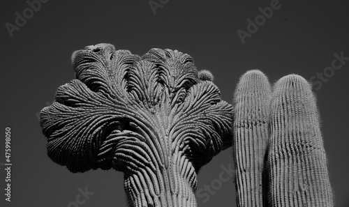 black and white cactus