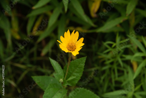 Yellow flower