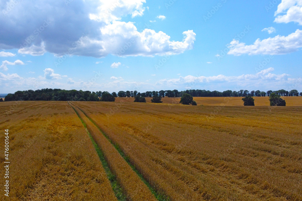 View from a height on a ripe yellow field on a sunny summer day in the countryside.