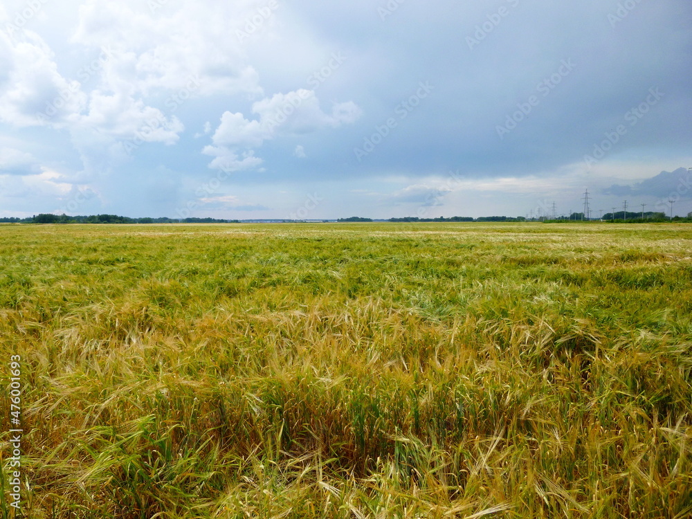 Agricultural rye field under sky with clouds. Harvest theme.