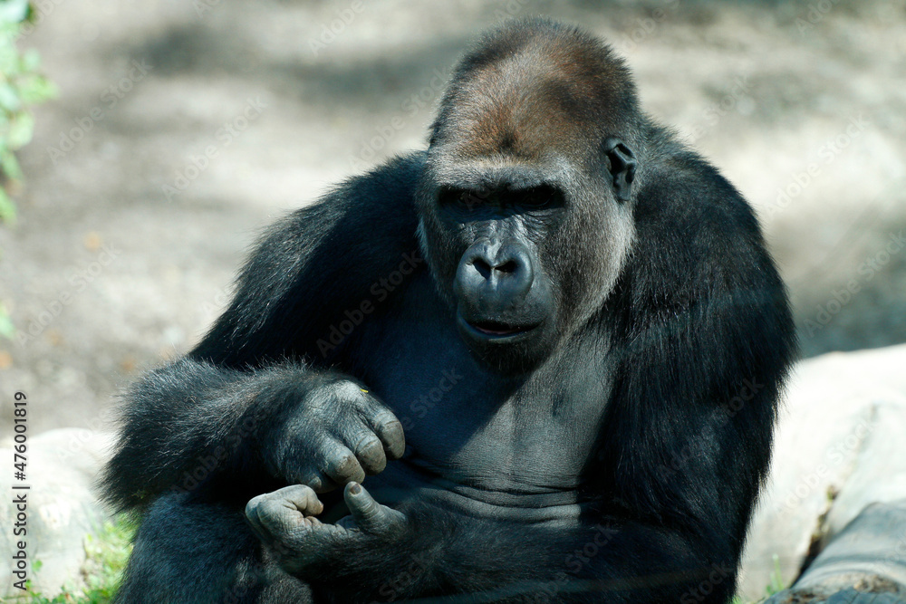 Gorilla (Gorilla gorilla) Männchen, von vorne, Brustbild, Afrika