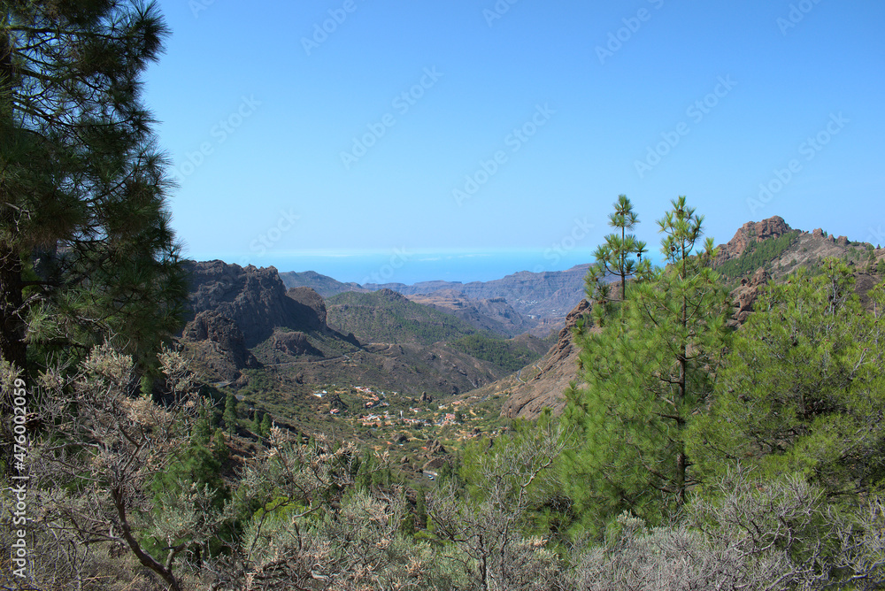 Canarian landscape with canary pines. Pinus canariensis