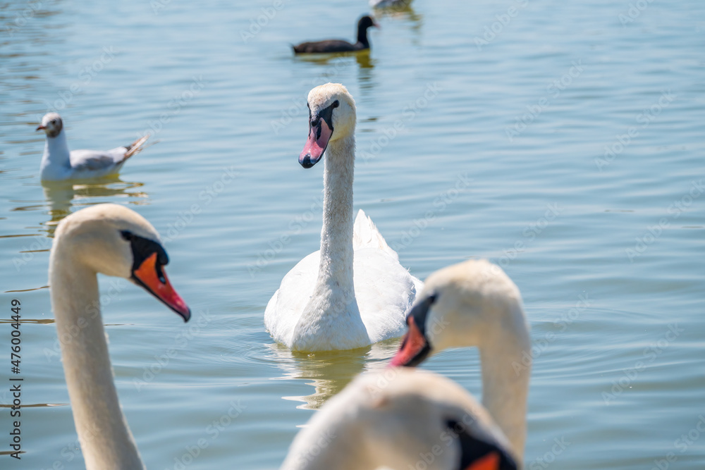 Fototapeta premium A large flock of graceful white swans swims in the lake., swans in the wild