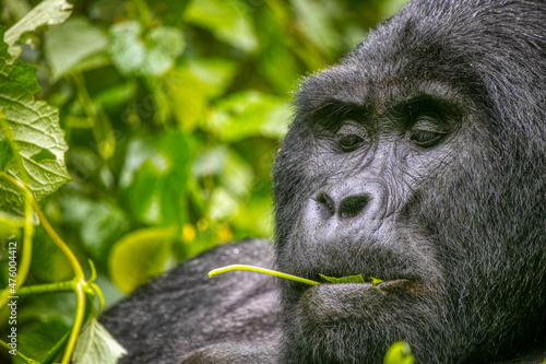 Highland Gorilla eating green leaves in Bwindi Impenetrable National Park, Uganda