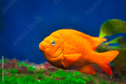 Closeup of the Garibaldi, known historically also as the Catalina goldfish and marine goldfish.