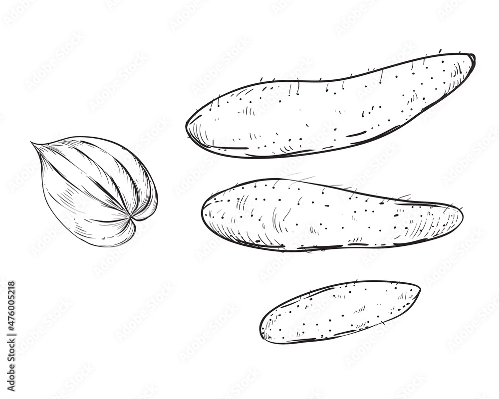 Hand drawn sketch black and white of yam, batata, leaf, sweet potato. Vector illustration. Elements in graphic style label, card, sticker, menu, package. Engraved style illustration. Hand drawn sketch black and white of yam, batata, leaf, sweet potato. Vector illustration. Elements in graphic style label, card, sticker, menu, package. Engraved style illustration.