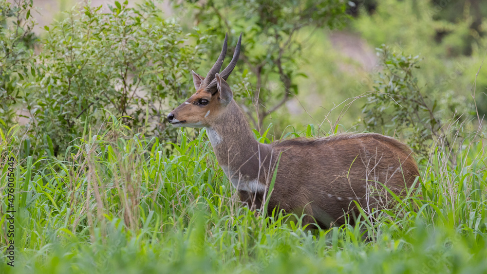 Bushbuck ram in tall green grass Bushbuck ram in tall green grass