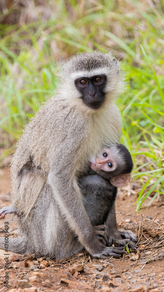 Vervet monkey - Mother and baby