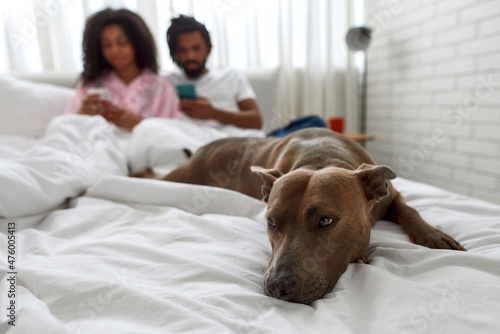 Dog on bed on blur of couple with smartphones