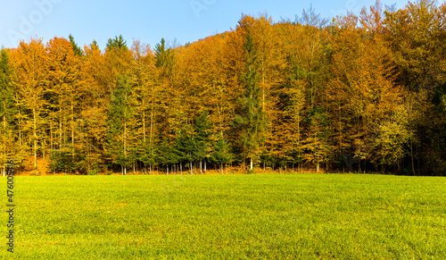 Autumn colors feald hills forest, Slovenia