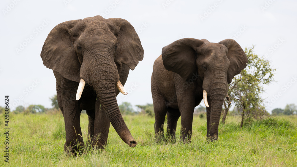 big bull elephant in Kruger