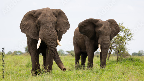 big bull elephant in Kruger