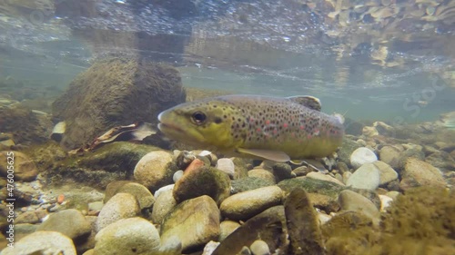 Underwater footage swimming Brown Trout. Preparing for spawning. Live in the river habitat. Wild trout (Salmo trutta morpha fario). Underwater mountain creek, nature light. Nice fish.