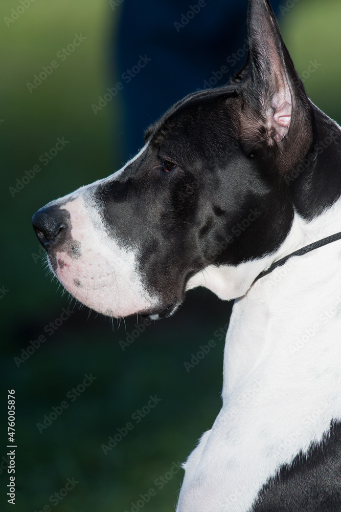 Great Dane portrait in profile