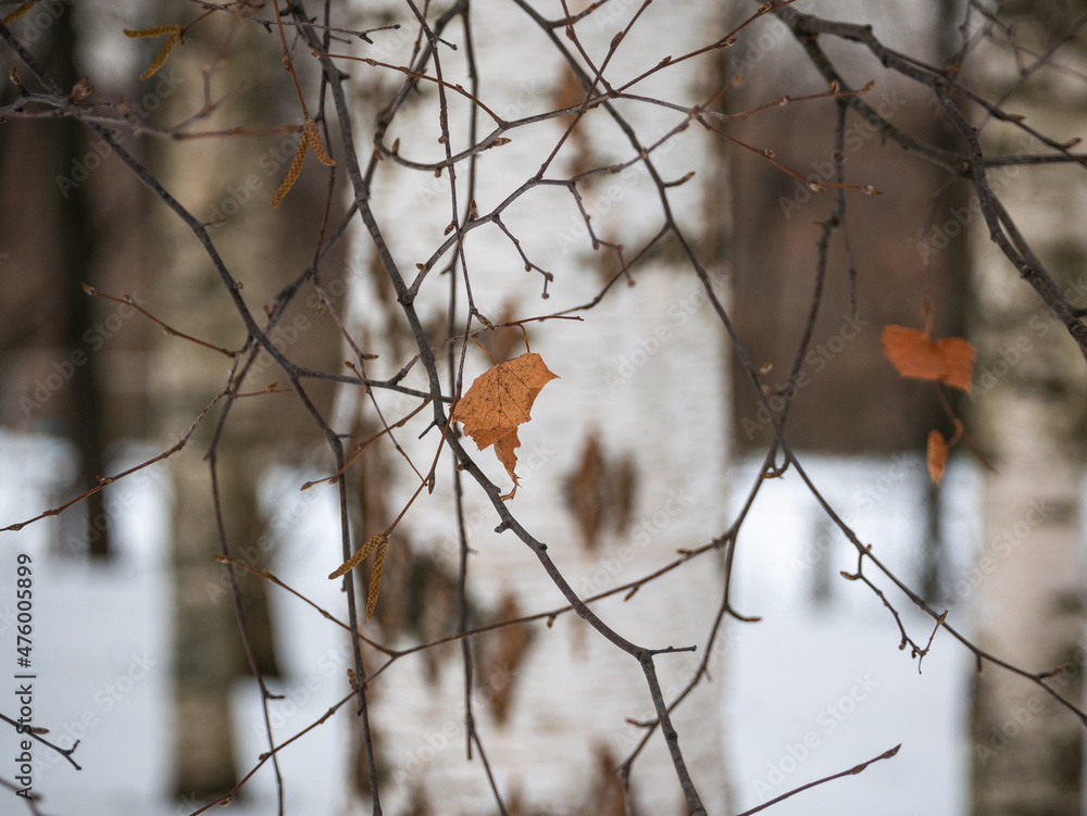 Dry orange leaf on a bare branch against a background of blurry birch trunks in a winter forest Dry orange leaf on a bare branch against a background of blurry birch trunks in a winter forest